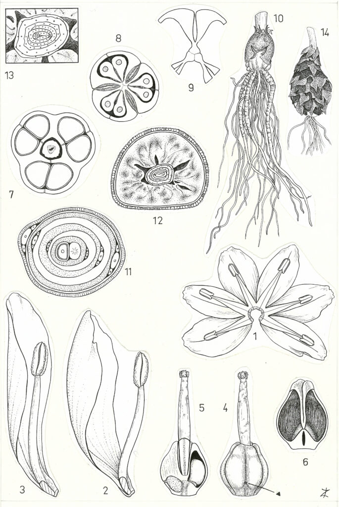 Pencil drawing of the Allium roseum L.
