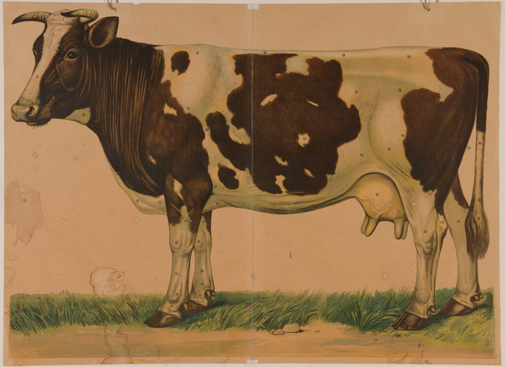 Model of a cow by H.M. Kroon