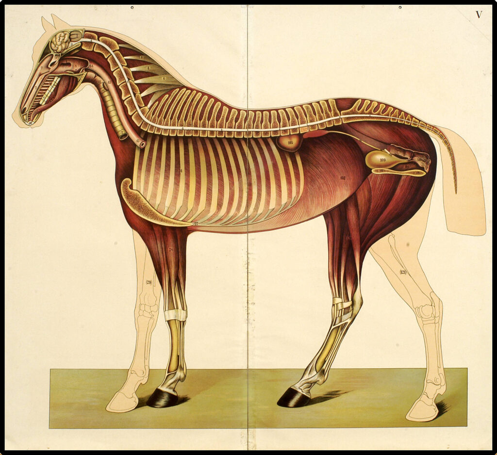 Horse model, 1910