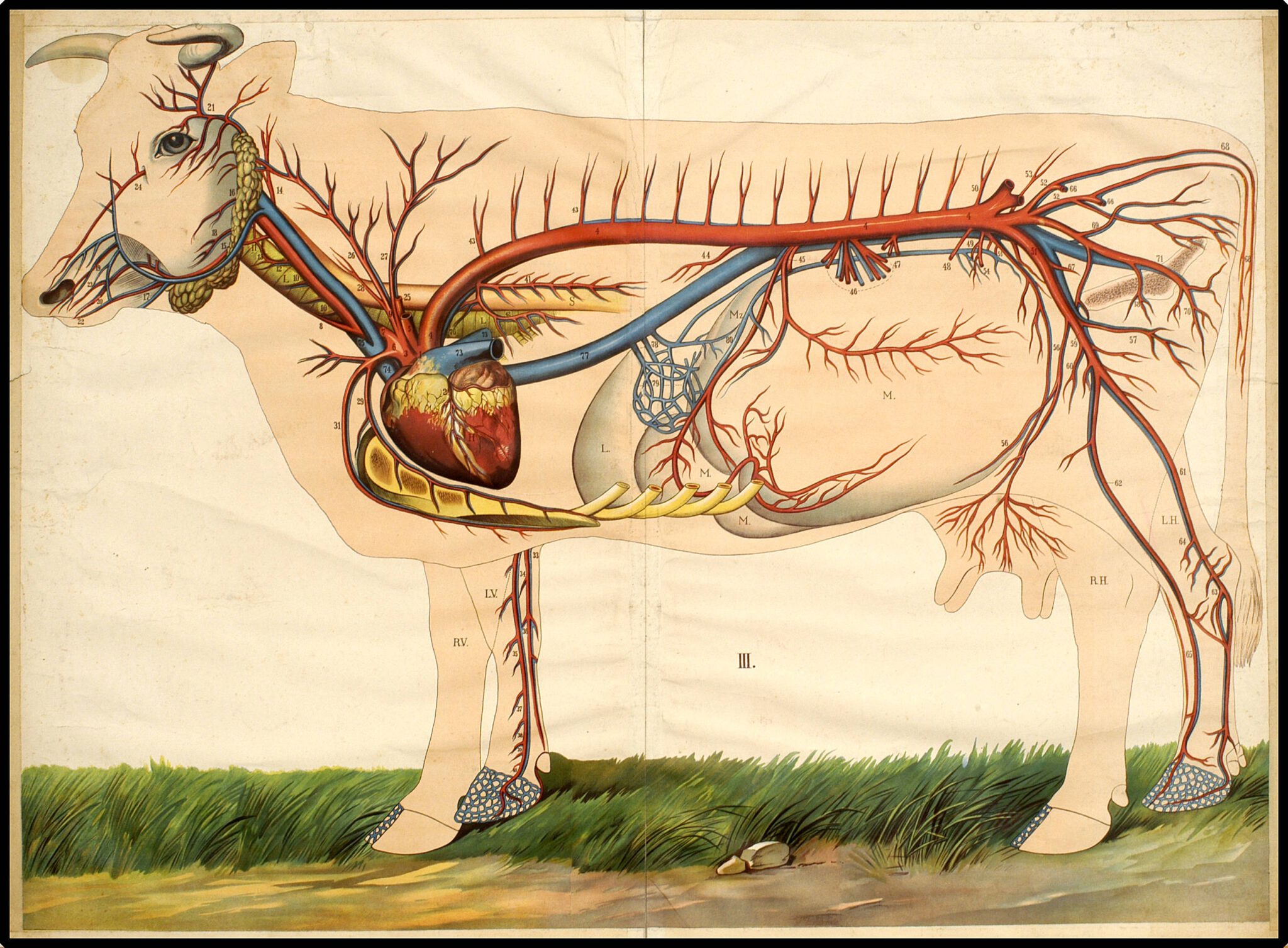 Кровообращение конечностей животных. Кровеносная система коровы анатомия. Система кровообращения КРС. Кровеносная система анатомия КРС. Сердечно сосудистая система КРС.