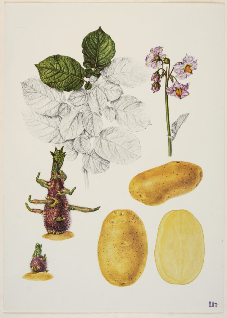 Plant parts of potato Solanum tuberosum L. cv. Alemaria. / Antonia Koornneef, 1971 - Tekenen van leven