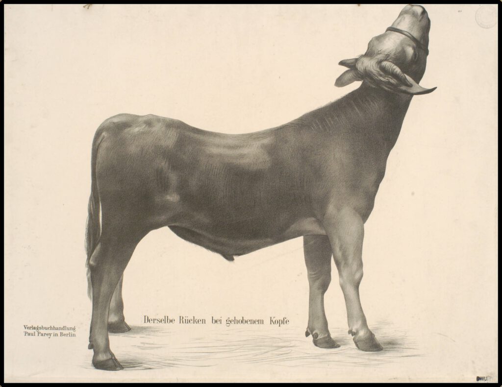 Explaining the anatomy of cows in 72 images