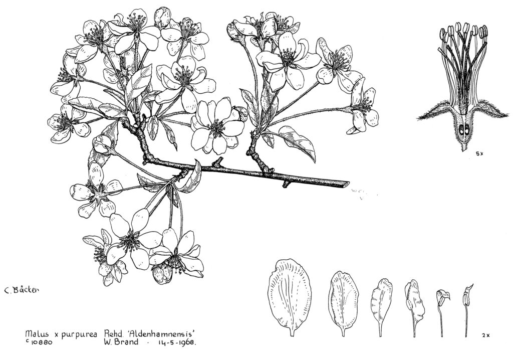 Malus x purpurea ‘Aldenhamnensis’ - Blossoms in Spring