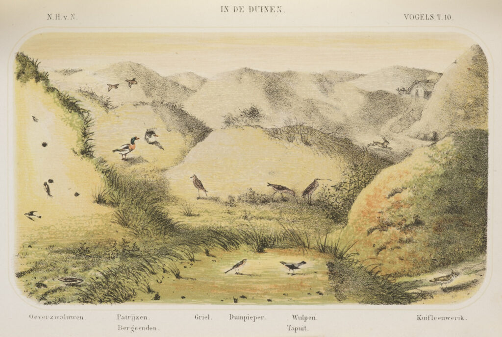De vogels van Nederland, Schlegel (Hermann), 1804-1884, Leyden, [pref. 1858] Los deel met beschrijving en twee delen met (ingeplakte) platen.