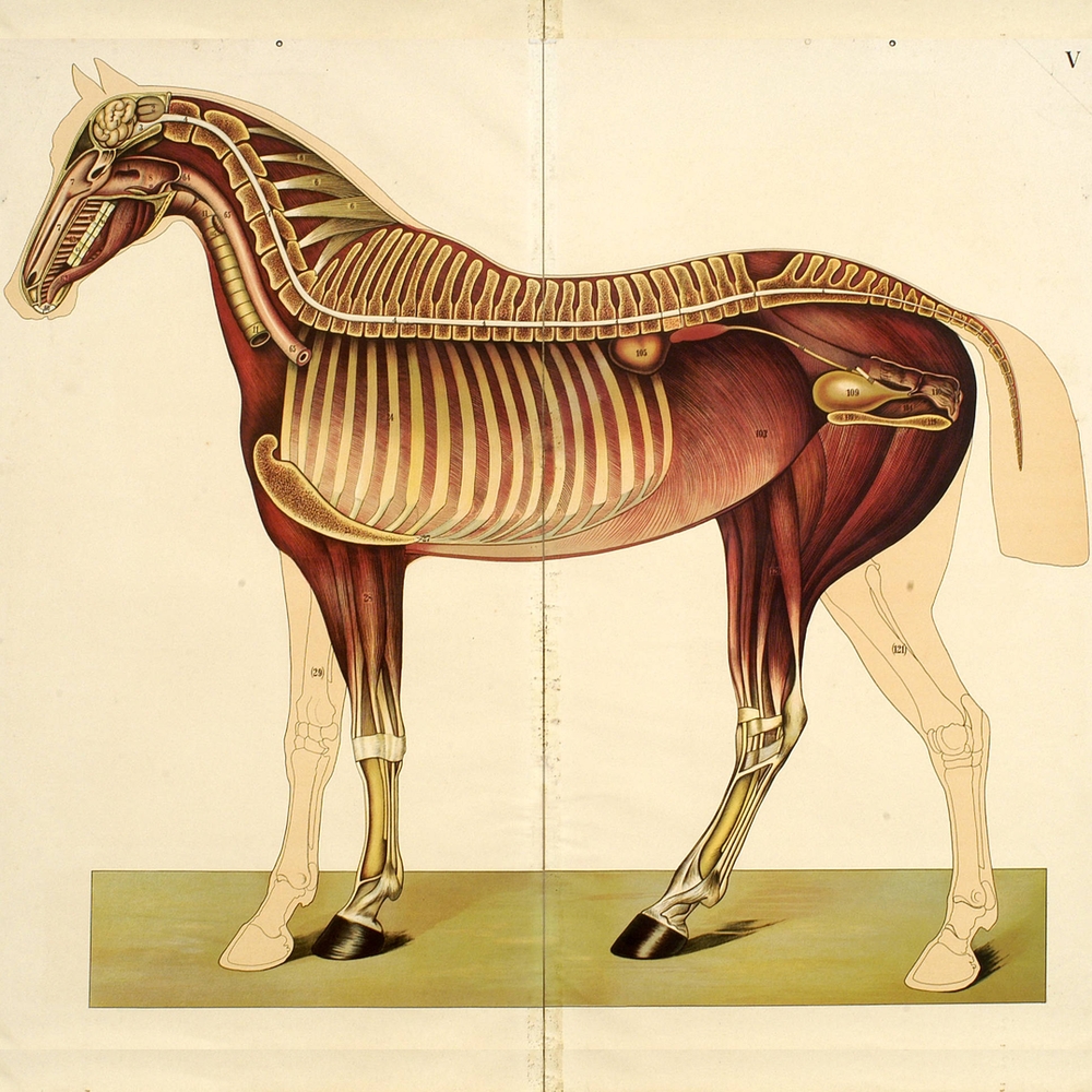 Horse model, 1910.